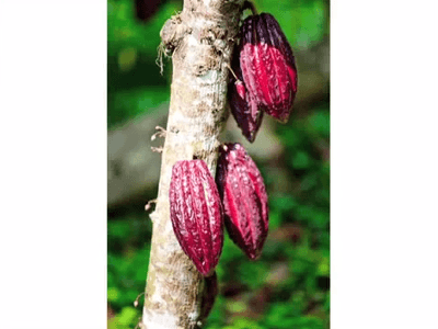 raw-cacao-ted-lecture-david-wolfe08