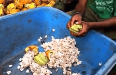 removing-the-cocoa-beans-from-the-cacao-pod3