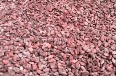 removing-the-cocoa-beans-from-the-cacao-pod9