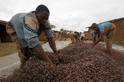 ivory-coast-cocoa-producers-are-denied-half-of-harvest-because-of-quality