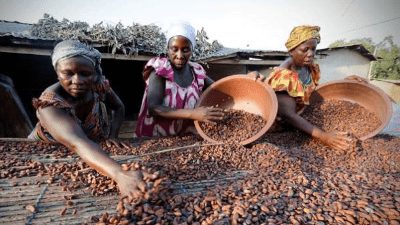chocolate-makers-agree-to-prevent-deforestation-of-major-cacao-areas