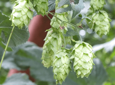 hop-of-beer-has-alzheimers-disease-prevention-effect