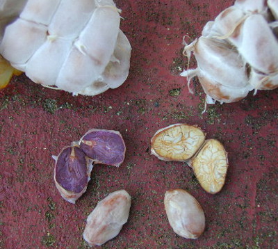 white-cacao-rare-species