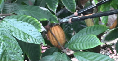 cacao-harvest-fermentation-drying1