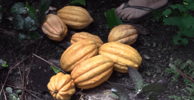 cacao-harvest-fermentation-drying2