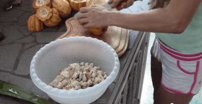 cacao-harvest-fermentation-drying3