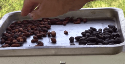 cacao-harvest-fermentation-drying4