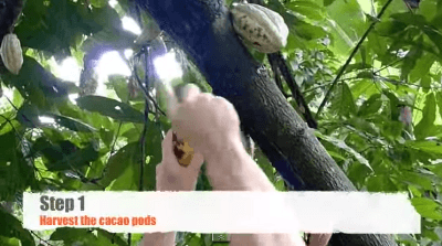 make-chocolate-from-cacao-beans-by-simple-10-step01