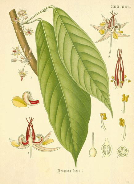 cacao-botanical-illustrations1