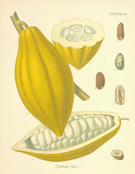cacao-botanical-illustrations2