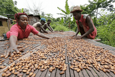 ebola-threatens-chocolate-cacao-industry