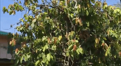 eat-cacao-in-minbanao-island-philippines1