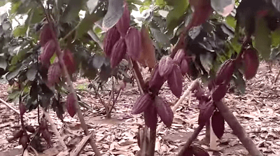new-strain-cacao-tree-ccn51-2