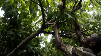 former-banker-cocoa-cultivation-in-amazon