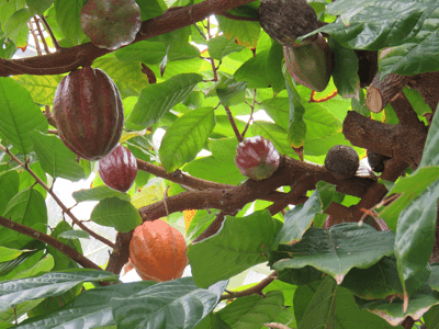 university-of-tokyo-sales-cacao-chocolate