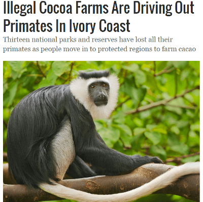 illegal-cacao-farms-threatening-survival-of-monkey-in-ivory-coast