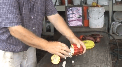 chocolate-making-from-cocoa-pod-original-hawaiian-chocolate7