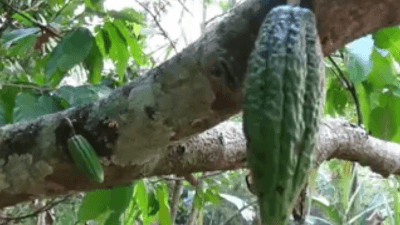 cacao-plantation-feels-like4