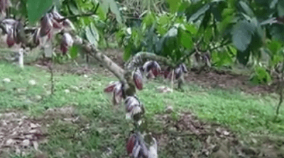 cacao-plantation-feels-like5