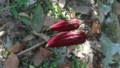 cacao-plantation-feels-like8