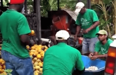 removing-the-cocoa-beans-from-the-cacao-pod1