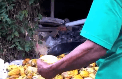 removing-the-cocoa-beans-from-the-cacao-pod2