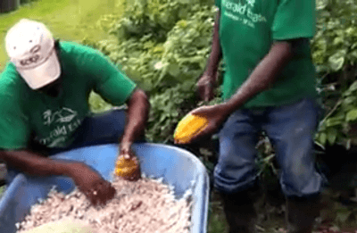 removing-the-cocoa-beans-from-the-cacao-pod4