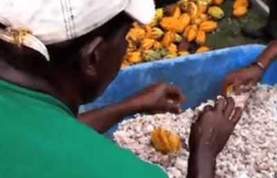removing-the-cocoa-beans-from-the-cacao-pod5