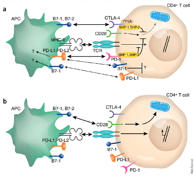 anti-pd1-antibody-treatment-of-cancer-works-in-dementia