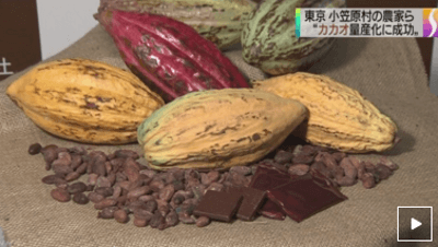 succeeded-in-mass-production-of-domestic-cacao-in-ogasawara