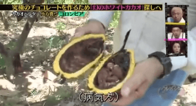 cacao-hunter-mayumi-ogata4