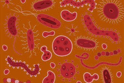 intestinal-bacteria-enhances-cognitive-function