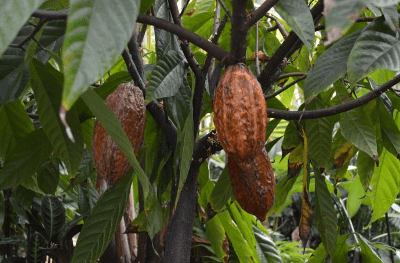 cocoa-is-also-grown-in-australia1