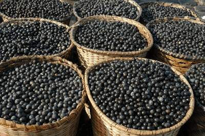 polyphenols-of-acai-is18-times-of-blueberries-30-times-of-red-wine