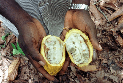 cacao-beans-is-business-risk