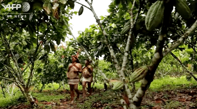 ecuador-tribe-swaps-hunting-for-cocoa-farming-to-save-forest1
