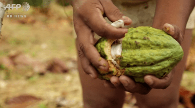 ecuador-tribe-swaps-hunting-for-cocoa-farming-to-save-forest3