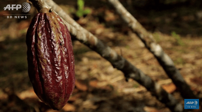 ecuador-tribe-swaps-hunting-for-cocoa-farming-to-save-forest6