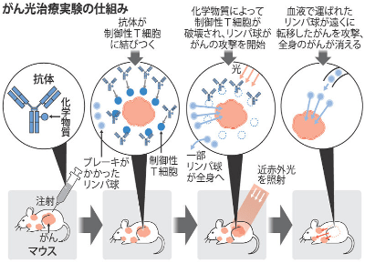 near-infrared-light-cancer-treatment-by-activating-immune-function