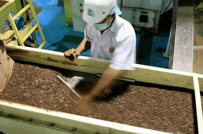 cacao-beans-production-of-indonesia-decline-to-record-low-level