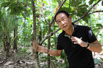 criollo-cacao-cultivation-challenge-by-japanese-in-philippines