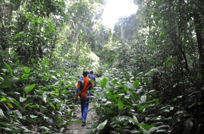 cocoa-growers-are-wiping-out-rainforests-in-ivory-coast
