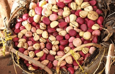 kola-nut-caffeine-theobromine-coca-cola1