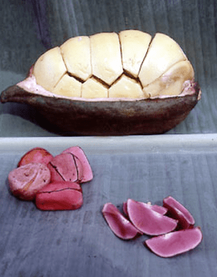 kola-nut-caffeine-theobromine-coca-cola2