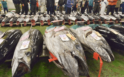 tuna-or-swordfish-increases-risk-of-motor-function-and-intelligence