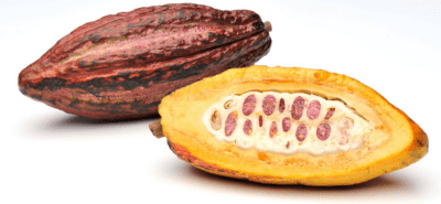 xocai-cacao-is-raw-and-not-fermented