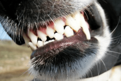 succeeded-in-regeneration-of-dogs-teeth